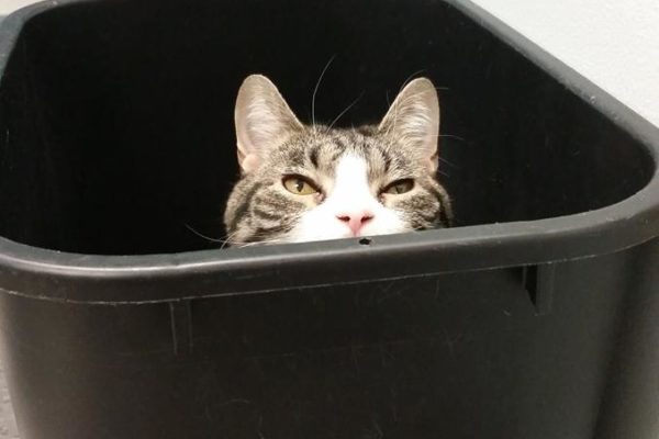 mewgarbage